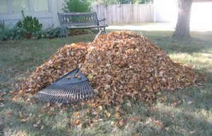 rakingleaves1